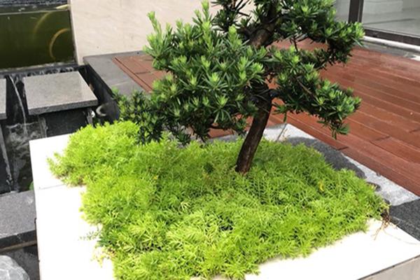 上海花园种植哪些树木美观又吉利？